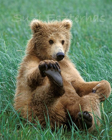 17 Best Images About Grizzly Bears On Pinterest