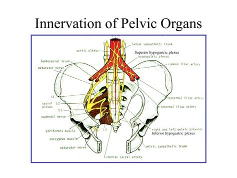 Ppt Innervation Of Pelvic Organs Powerpoint Presentation Free