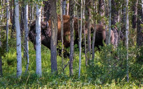 Wood Buffalo National Park The Ultimate Outdoor Destination Ive