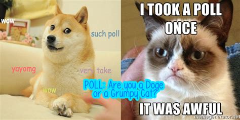 Poll Are You A Doge Or A Grumpy Cat