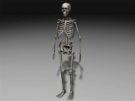 3ds Human Skeleton