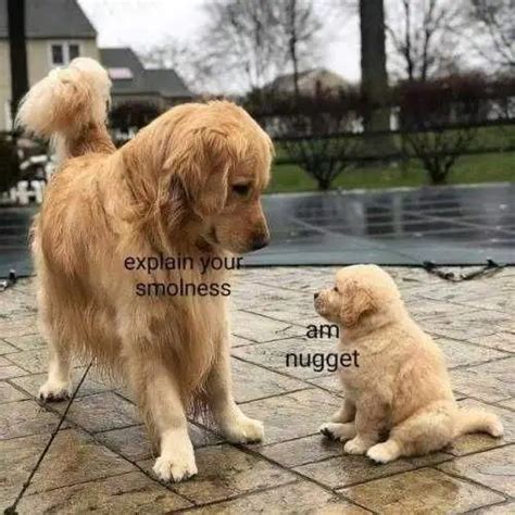 17 Funny Golden Retriever Memes That Are Here To Put A Smile On Our