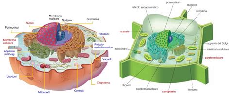Biologia Le Cellule Eucariotiche Fisiologicamente