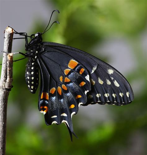 All Of Nature Black Swallowtail Butterfly Emerges