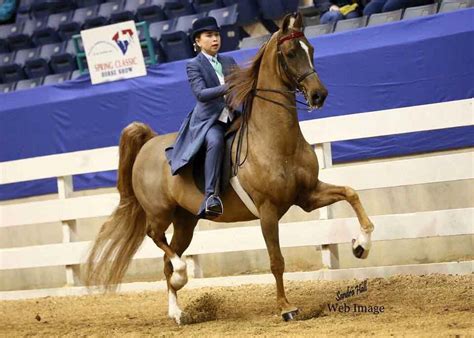 Ch Our Silver Charm • American Saddlebred Country Pleasure • Trained By