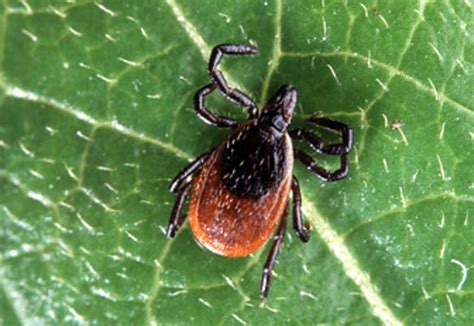 Black Legged Tick