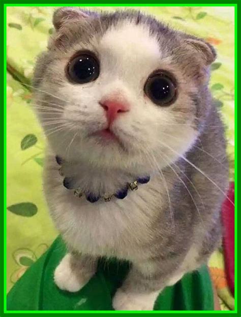 As far as cute cat breeds go, many think of the persian as the prototypical cute, fluffy, white cat. Cute Cat Breeds With Big Eyes - Pets Lovers
