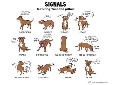 Die Signale Der Hunde Im Überblick Leswauz
