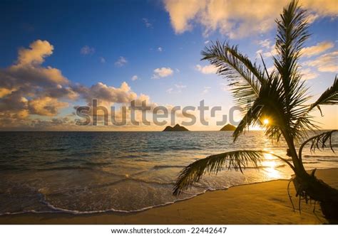 Pacific Sunrise Lanikai Beach Hawaii Palm Stock Photo 22442647