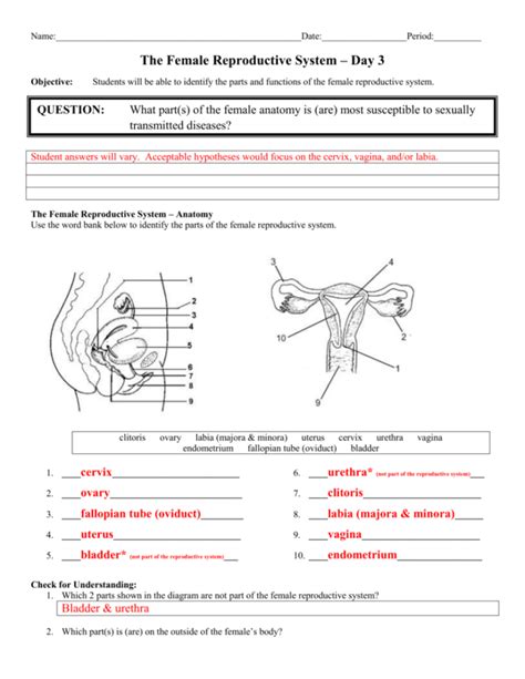Female Reproductive System Worksheet — Db