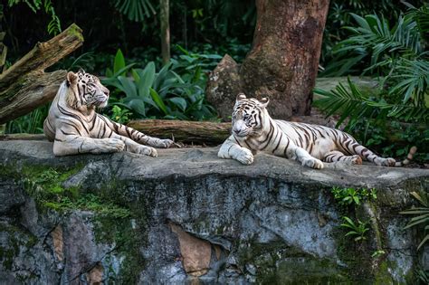 Singapore Zoo εκεί που η άγρια φύση συναντά τον άνθρωπο στην καρδιά