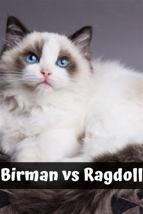 Birman Versus Ragdoll Cat Ragdoll Cat Birman Cat Ragdoll Kitten