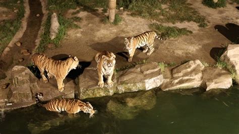Shanghai Wild Animal Park Launches Night Zoo China Plus