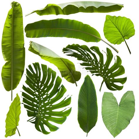 Tropical Jungle Leaves Background Stock Image Image Of Green