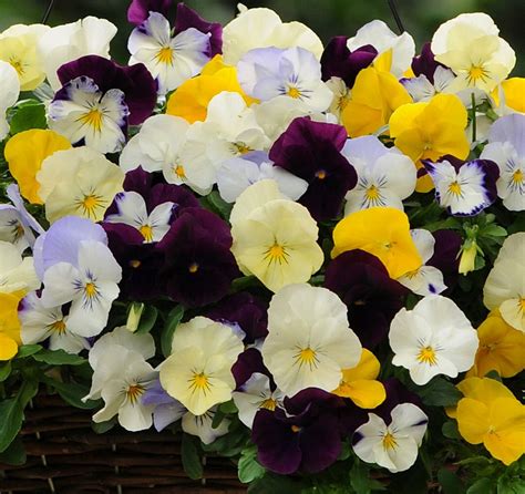 Pansy Cool Wave Mix Premier Growers Inc
