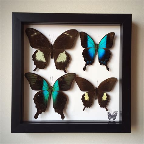 Framed Butterfly Collection Butterfly Butterflies Shopsmall