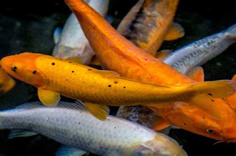 How To Quarantine Koi Fish Tonys Pools And Bioponds