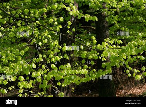 European Beech Or Common Beech Fagus Sylvatica Foliage In Spring
