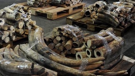 Hong Kong Seizes Huge Haul Of Smuggled Ivory Au — Australia