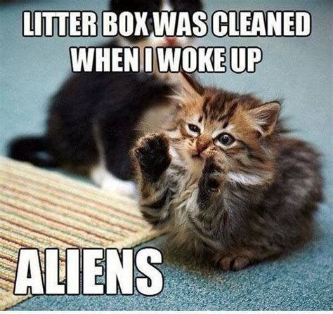 38 Funny Pictures Of Cats With Captions
