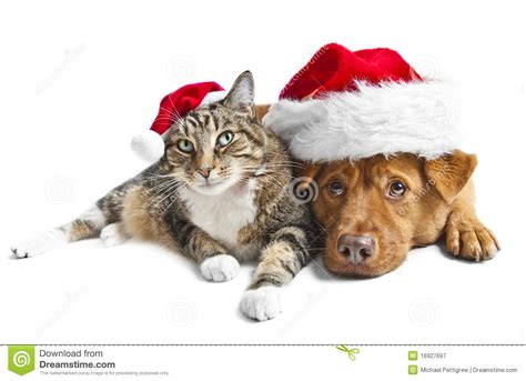 Cat And Dog With Santa Red Hats Royalty Free Stock