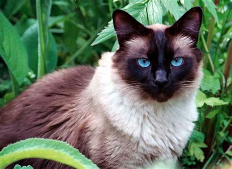 Balinese Cat Names Jasonwrendesign