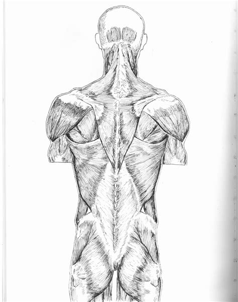 The muscular system is responsible for the movement of the human body. Anatomical Drawing (Back Muscles) by ediblefromage on ...