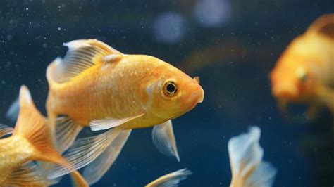 How To Take Care Of A Goldfish Keeping Goldfish Alive And Happy Cuteness