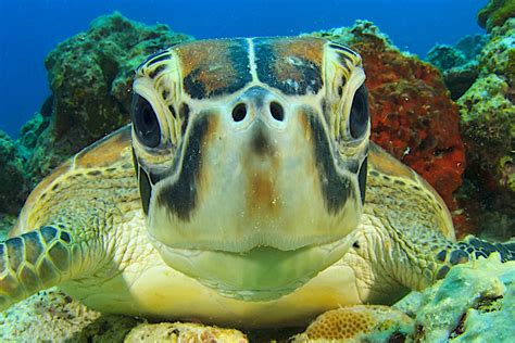 Why Sea Turtles Are Important For A Healthy Ocean