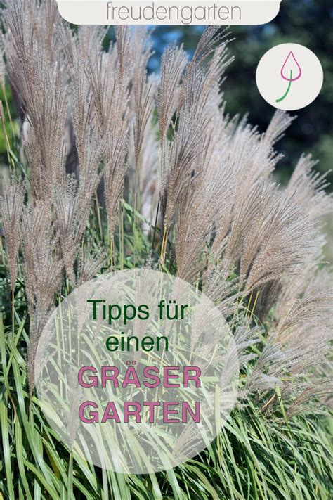 Wir haben die besten tipps und tricks für alle hobbygärtner gesammelt und wünschen euch viel freude in eurer grünen wohlfühloase. Ziergräser für den Garten | Ziergräser, Garten bepflanzen ...