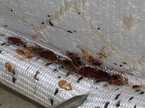 Can Bed Bugs Survive A Clothes Washer