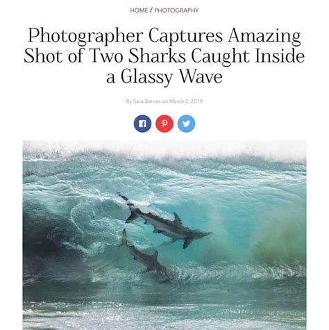 Home Photography Photographer Captures Amazing Shot Of Two Sharks