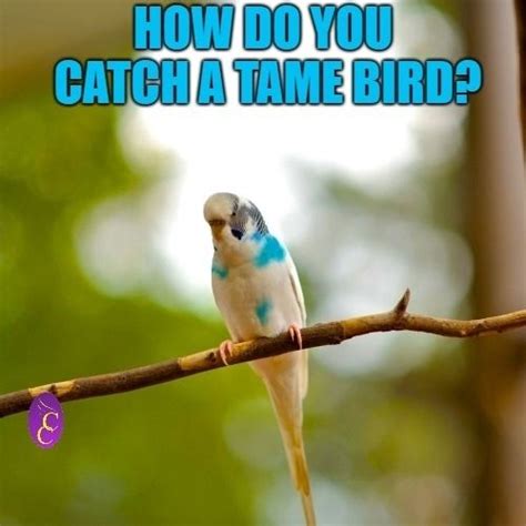 Part Ii Of The Best Bird Joke Of All Time The Answer Can Be Found At
