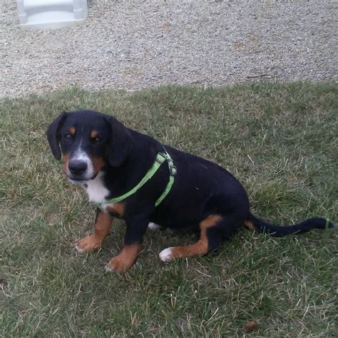 Entlebucher Mountain Dog Puppies For Sale Adopt Your Puppy Today