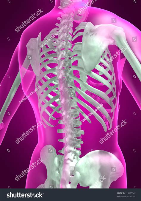 Human Skeleton Back View Stock Illustration 11313556 Shutterstock
