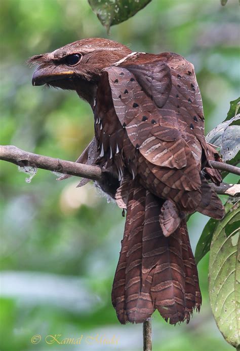 The large frogmouth (batrachostomus auritus) is a species of bird in the family podargidae. SOUTH EAST ASIA BIRDS - Malaysia birds paradise: Large ...
