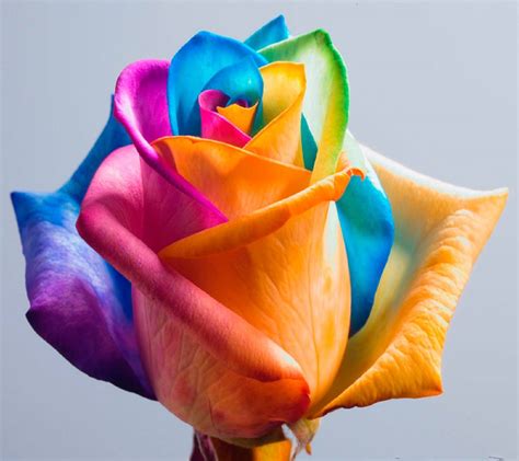 Colorful Rose wallpaper by _sn0w_ - ed - Free on ZEDGE™