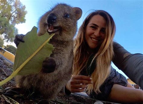 Quokka 11 Facts About Australias Cutest Animal
