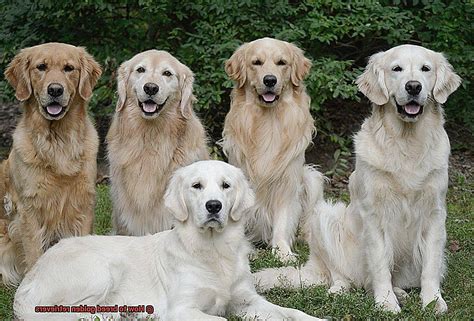 How To Breed Golden Retrievers Unleash The Best In Your Retriever