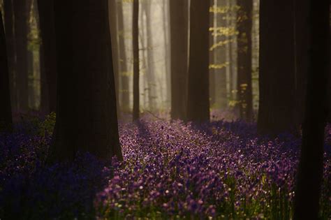 Every Spring This Forest In Belgium Becomes A Blue Wonderland Demilked