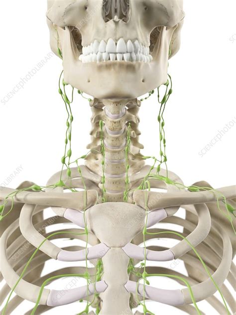 Lymph Nodes In Neck Artwork Stock Image F0094021 Science Photo