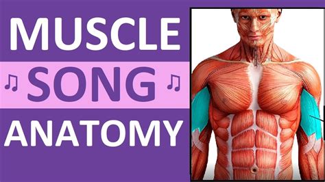 Major Muscle Song Anatomy Mnemonics Location Action Name Of Muscles