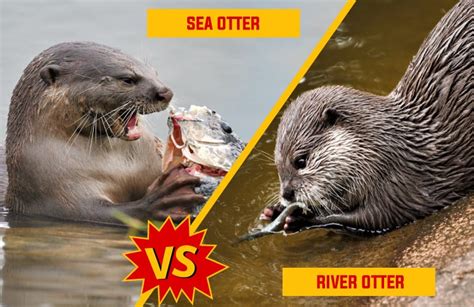 River Otter Vs Sea Otter 10 Fundamentals Keys Earth And Human
