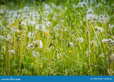 White Dandelions In The Grass Stock Photo Image Of Background Nature