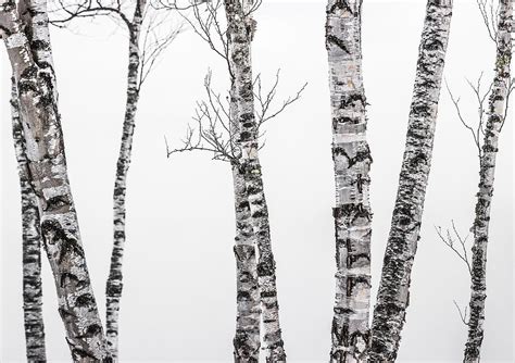 White Birches Photograph By Tim Kirchoff Fine Art America