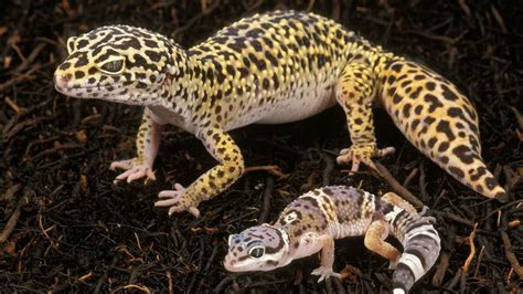 Super Cute Leopard Geckos Make Great Pets Howstuffworks