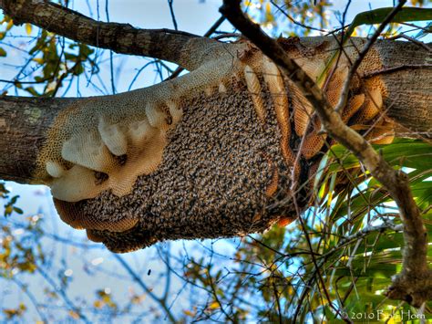 Wild Honey Bee Hives