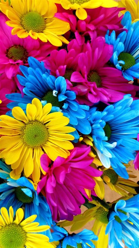 Colorful Daisies Wallpapers Top Free Colorful Daisies Backgrounds