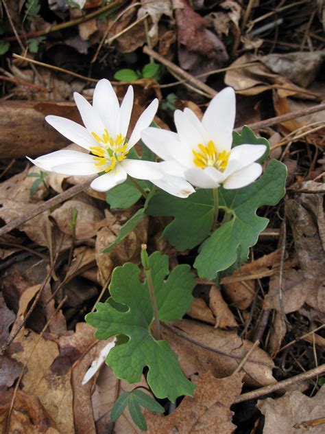 Capital Naturalist By Alonso Abugattas Bloodroot An Ephemeral With