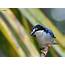 Brazilian Wild Birds Brazil Wallpapers HD / Desktop And Mobile 